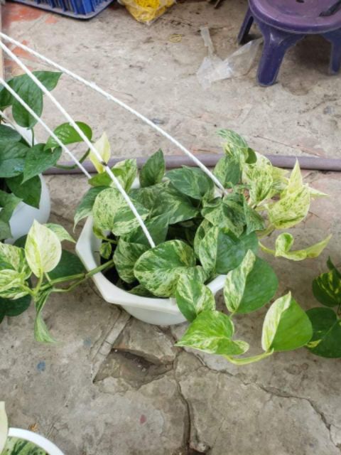 Trầu Bà Sữa