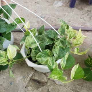 Trầu Bà Sữa