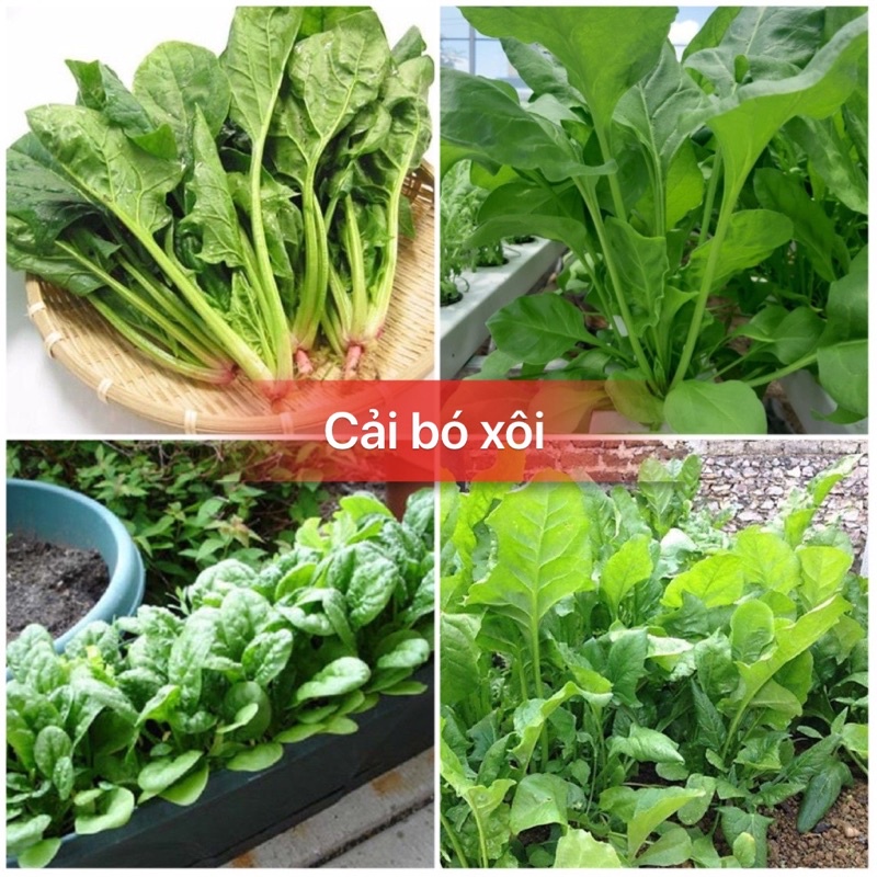 Hạt giống rau cải bó xôi cao sản F1