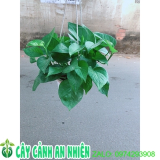 Trầu Bà Thái Xanh