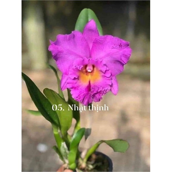Hoa Lan Cattleya Nhật Thịnh trưởng thành sắp mèo đẹp rẻ