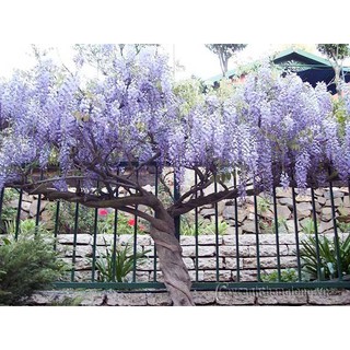 cây giống hoa tử đằng thân gỗ nguyên bầu siêu đẹp, siêu hoa, cam kết giống chuẩn