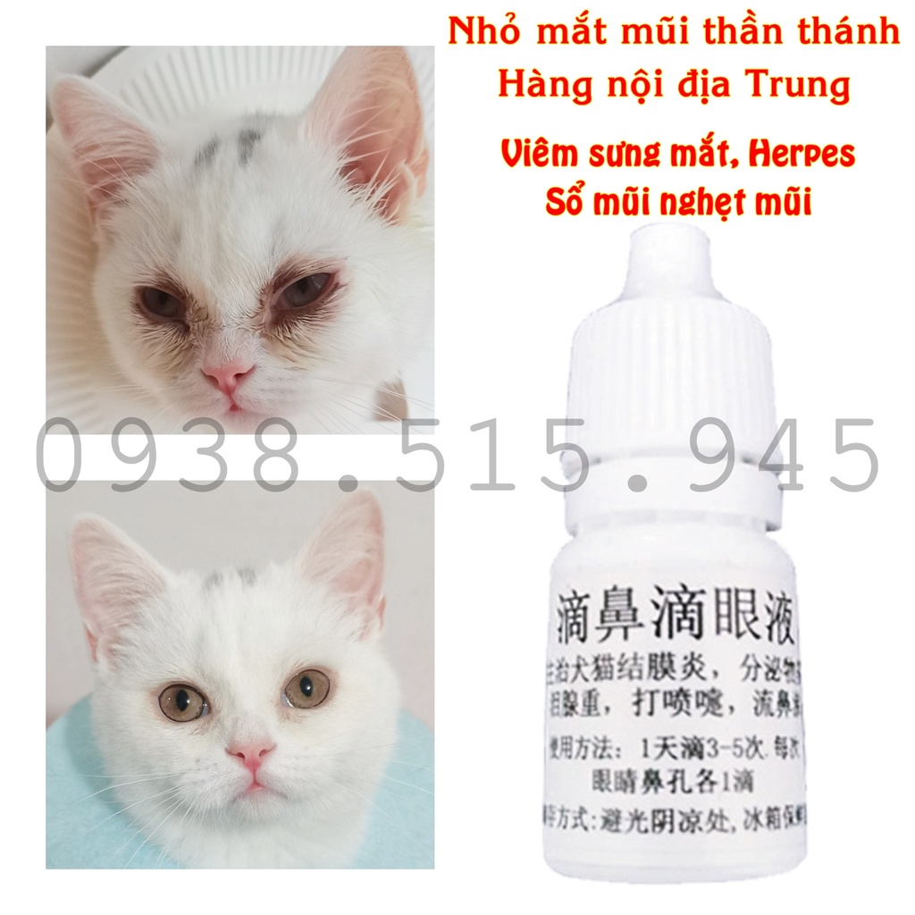 Nhỏ mắt mũi thần thánh hàng Nội địa Trung chó mèo đục giác mạc, viêm mắt, hô hấp sổ mũi Herpes mèo TracyAnna Cattery
