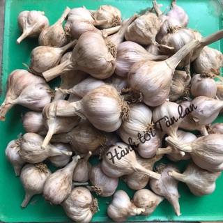 TỎI HẢI DƯƠNG
