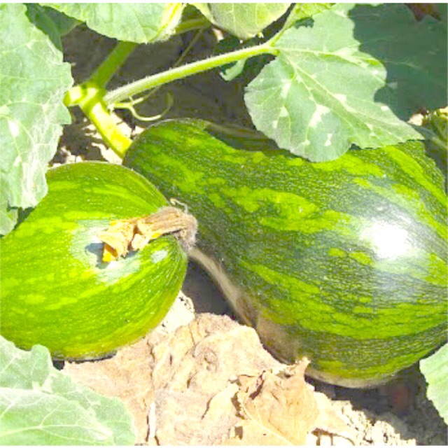 Hạt giống bầu bí, bí đỏ hồ lô (Nãy mầm tốt, ra hoa nhiều trái)