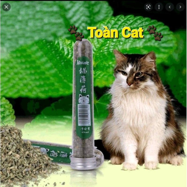Ống cỏ bạc hà Cat Mint cho mèo