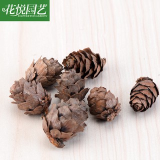Trái thông mini dùng cho trang trí tiểu cảnh