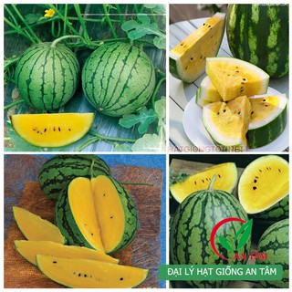 Hạt giống dưa hấu ruột vàng