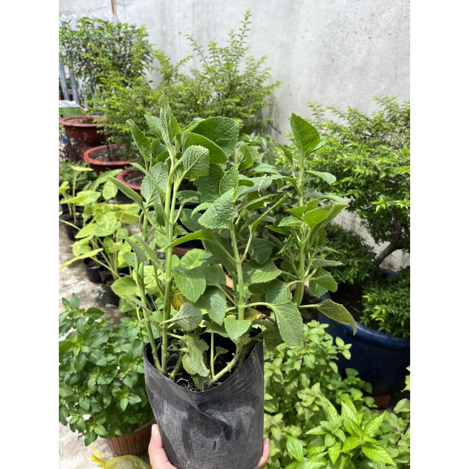 Cây rau Tần Dày Lá  ưa nắng, dễ chăm sóc