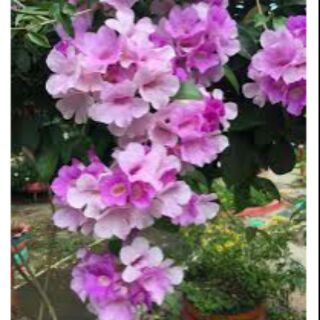 Cây Hoa thiên Uh lý tỏi (lan tỏi)