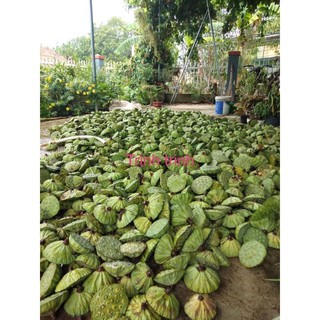 HAT SEN TƯƠI HỘI AN