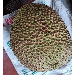Cây 🌲 Mít ko hạt  cây giống malaysia