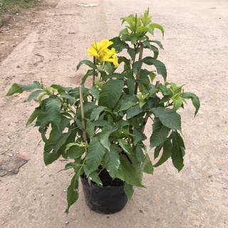 Cây hoàng yến , Cao 40cm hoa vàng nở rộ, sức sống khỏe dễ chăm sóc thích hợp trang trí sân vườn