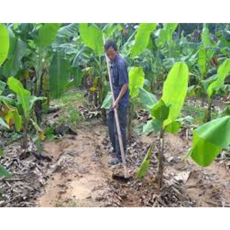 Cây giống chuối già hương