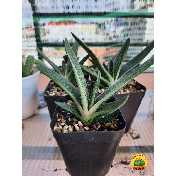 Gasteria dòng Little Warty hàng nhà làm, dễ chăm