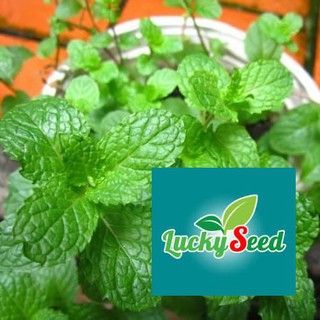 gói 100 hạt giống bạc hà LUCKYSEED