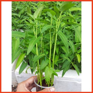 Hạt Giống Rau Muống Lá Tre Thái Lan Gói 50 gr - Tỉ Lệ Nảy Mầm Cao, Lên Đồng Đều, Lá Xanh, Ăn Ngon Ngọt vtt