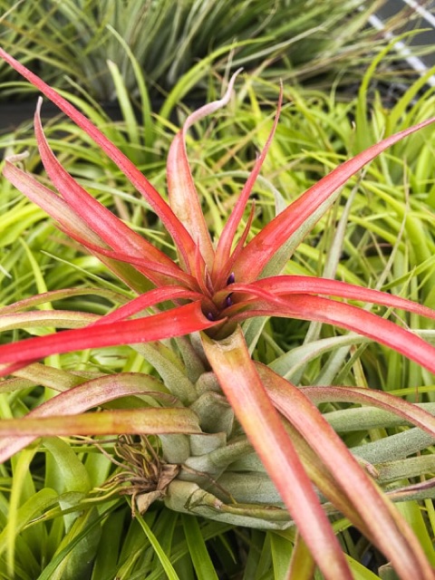 Cây không khí Tillandsia brachycaulos