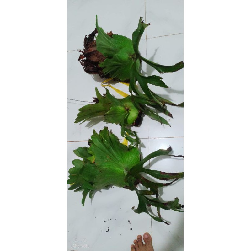 Cây ổ rồng