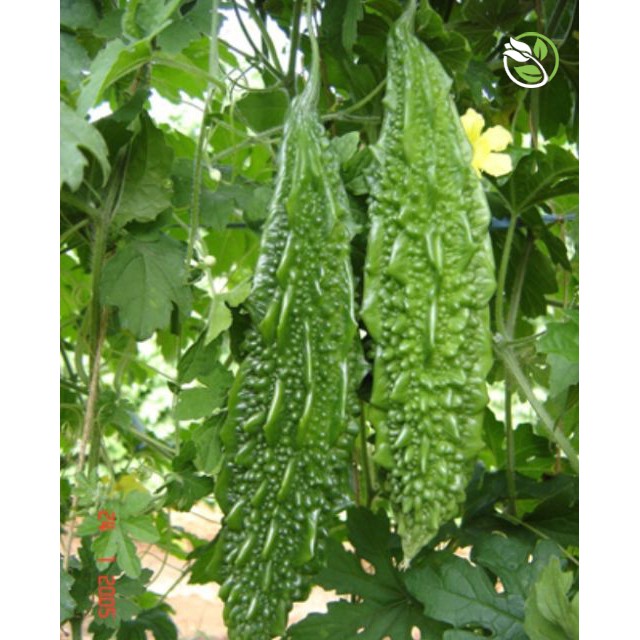 Hạt Giống Khổ Qua Trái Xanh F1 CR-V68 Phú Nông - Gói 2g - F1 Bitter Gourd