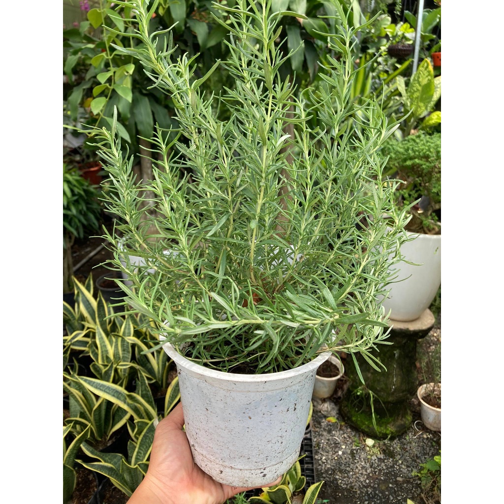 Cây HƯƠNG THẢO, có hương thơm, làm gia vị, có tác dụng đuỗi muỗi