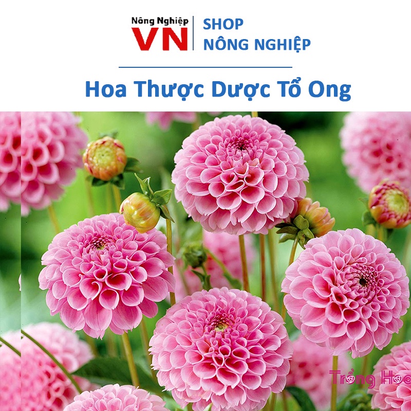 50H - hạt giống hoa Thược Dược Tổ Ong