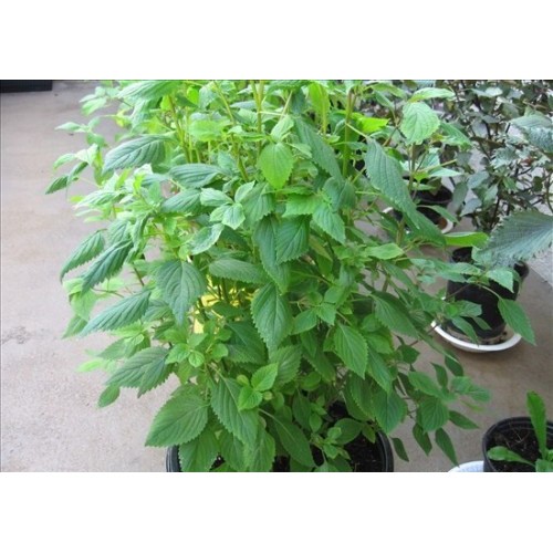 Hạt Giống Rau Kinh Giới  -  - Thơm Ngon, Dễ Trồng
