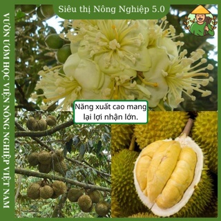 Cây giống sầu riêng thái f1, giống sầu riêng thái đại học nông nghiệp 1 , cây sầu riêng ghép cao 30cm - 40cm