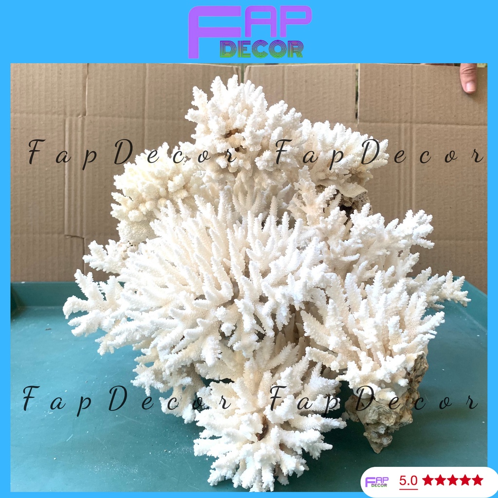 SAN HÔ BÔNG RẠN PHONG THỦY LOẠI LỚN ĐẸP TRANG TRÍ BỂ CÁ THỦY SINH DECOR NHÀ - FAPDECOR