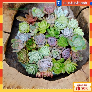Combo 10 cây sen đá 🌻 10 loại khác nhau 🌻