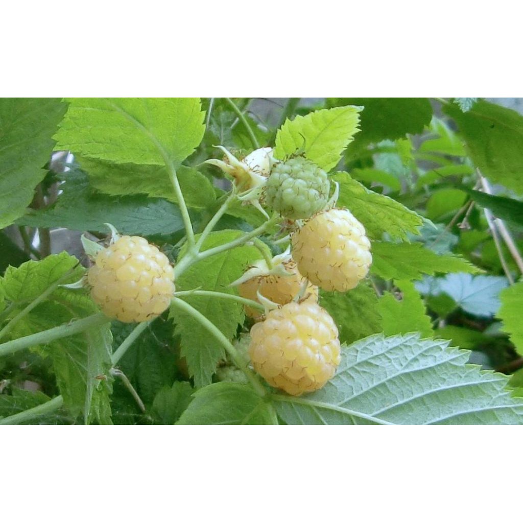 Chậu cây giống trái mâm xôi Vàng - Phúc Bồn Tử (Gold Raspberry) - Cây cao 15-20cm đã trồng ổn định, sắp ra hoa