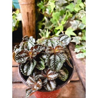 Cây Pilea repens Bronze (Đồng Hổ Nhĩ, Tai Hổ Màu Đồng) chậu nhựa