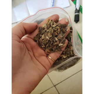 [Big Sale] Hạt Giống Hoa Cúc Lá Nhám Kép Mix màu - 100 hạt