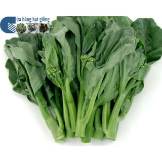 Hạt giống Cải Ngồng Mập 50 hạt