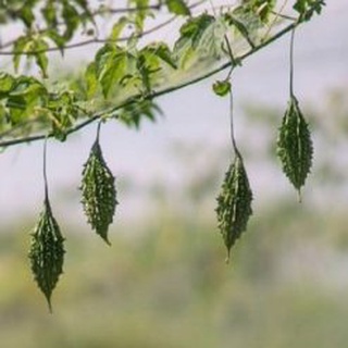 Hạt giống khổ qua rừng Tarzan F1 Trang nông