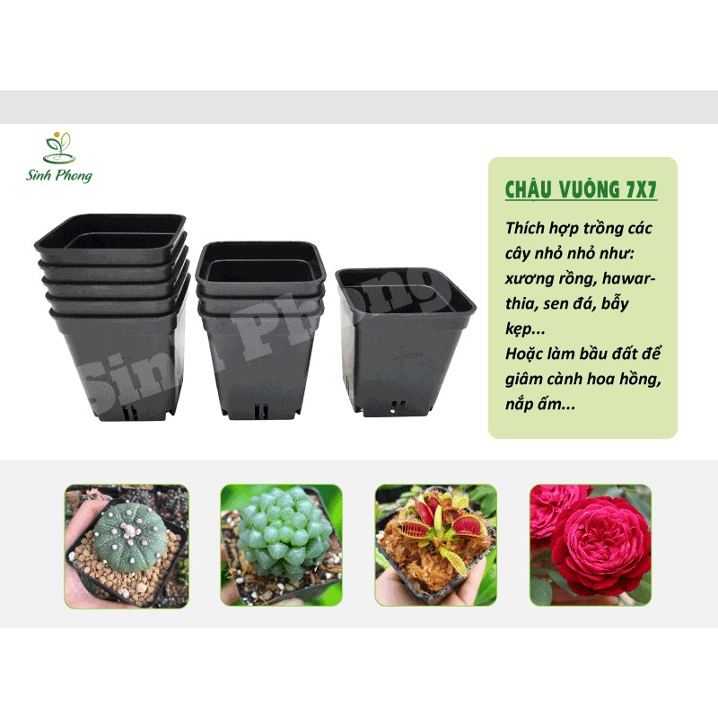 Chậu vuông 7x7 màu đen set 10 cái