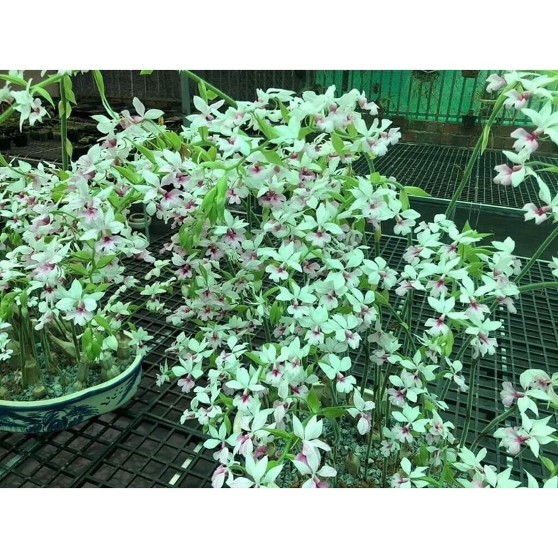 Củ hoa Lan bầurượi hoa tết