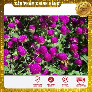 Hạt Giống Hoa Cúc Bách Nhật Mix(100 hạt)