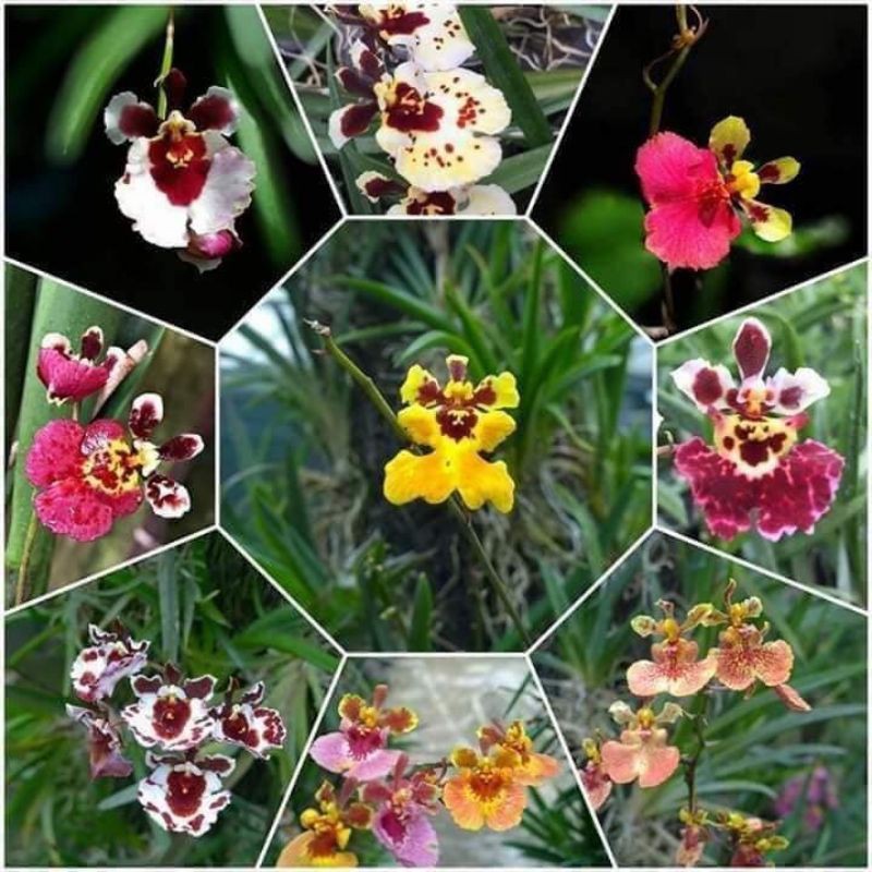 Vũ nữ bút chì