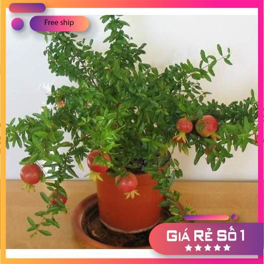 Hạt giống Lựu đỏ lùn Ấn Độ (15 hạt)