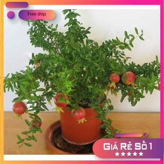 Hạt giống Lựu đỏ lùn Ấn Độ