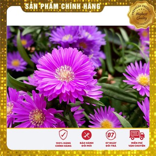 Hạt Giống Hoa Cúc Thạch Thảo( 50-100 hạt)