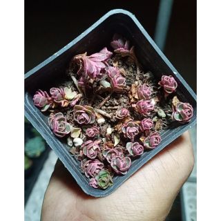 Sen đá tiny rose - sedum spurium tricolor