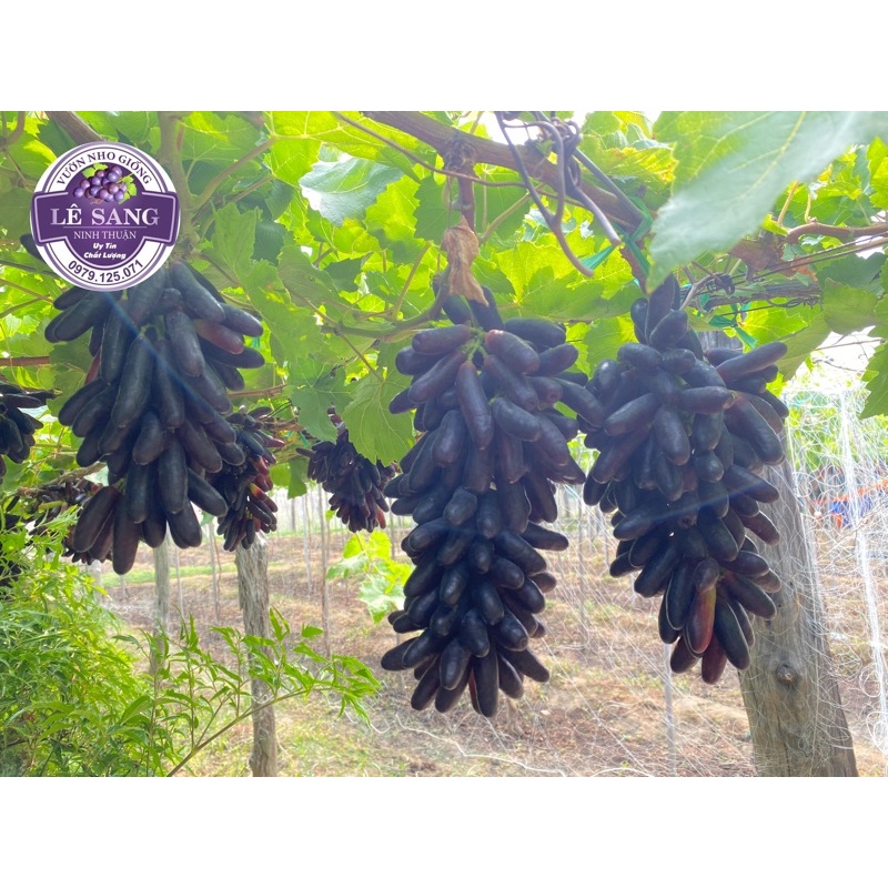Cây Nho Giống Ngón Tay Đen Không Hạt