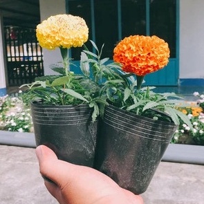 Combo 50 Chậu nhựa đen C3  ươm cây giống - loại dày