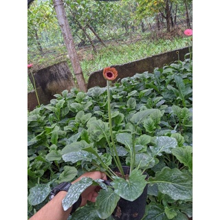 Đồng tiền CAO kép siêu nụ (HÀNG SẴN NỤ HOA)