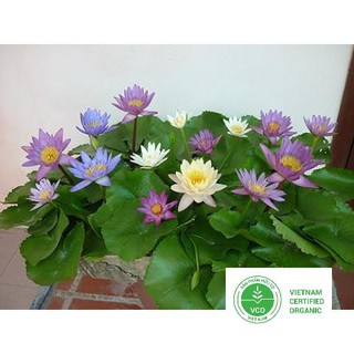 5 hạt giống súng thái thuthuy