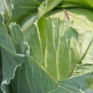 1Gr Hạt Giống Bắp Cải Quận Chặt Đậm Đà luckyseed hạt siêu rẻ