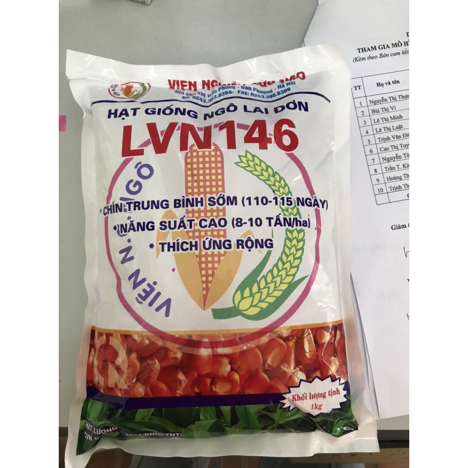 Giống ngô lai đơn LVN146