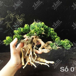 🌲 Gỗ Lũa Bonsai Trang Trí Thủy Sinh [Gỗ Lũa Thật Gắn Lá Nhựa]